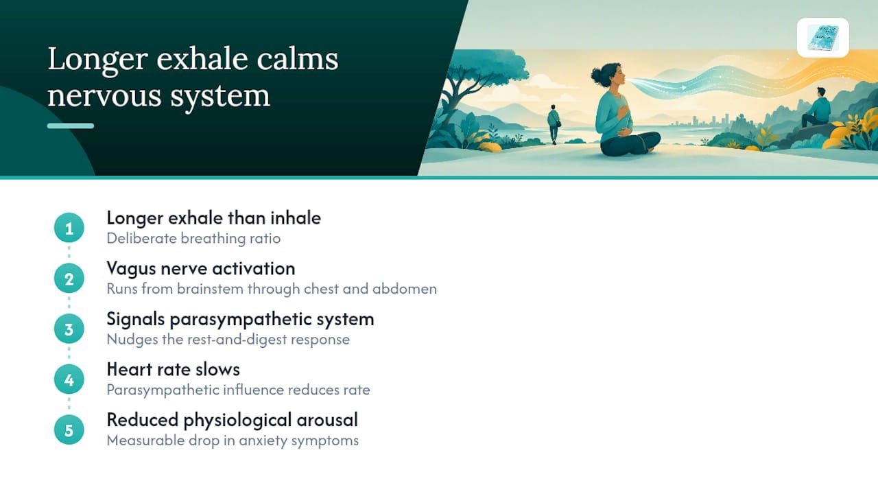 Longer exhale calming nervous system pathway