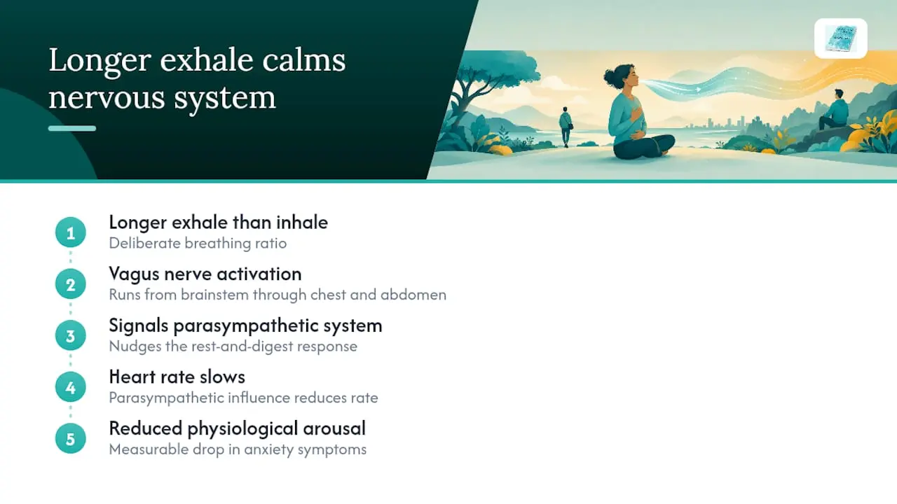 30 Second Reset: Breathwork for Grounding You Can Do Anywhere 1 Longer exhale calming nervous system pathway